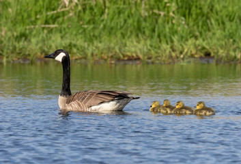 Canada geese swimming with thier goslings on the river.Nature scene from Wisconsin.