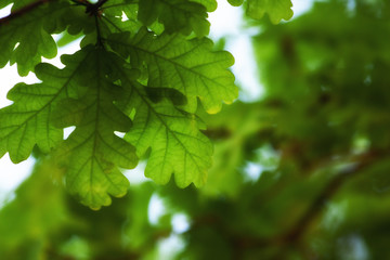 Fototapeta na wymiar oak leaves 