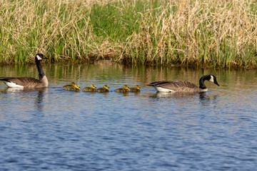 Canada geese swimming with thier goslings on the river.Nature scene from Wisconsin.