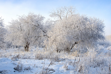 trees in the winter after a hard frost, the branches covered with frost