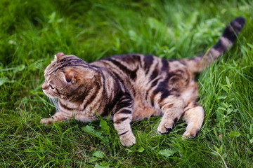 Naklejka na ściany i meble Cute lop-eared kitten in the grass close-up