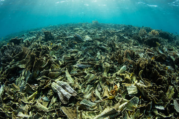 Fototapeta na wymiar A coral reef has been destroyed by intense storm wave energy in Komodo National Park, Indonesia. This tropical area is known for its high marine biodiversity.