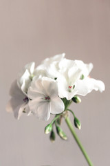 Fototapeta na wymiar Room white light geranium flowers