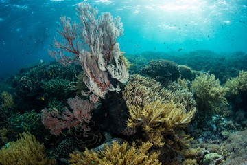 Sunlight descends on a healthy coral reef in Komodo National Park, Indonesia. This tropical area is known for its high marine biodiversity.