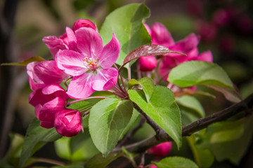 The Apple tree blossomed beautiful pink flowers on a Sunny day in may.