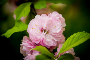 Almonds bloom beautiful pink flowers on a Sunny spring day.