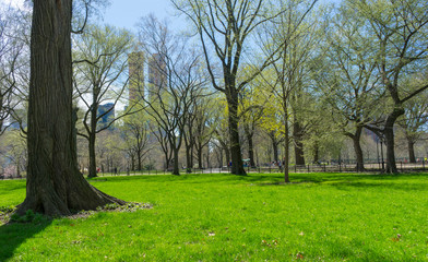Fototapeta na wymiar Central Park, Manhattan, New York City in spring