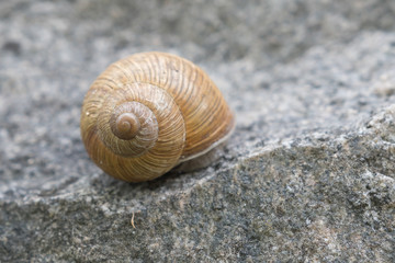 Schnecke auf Fels