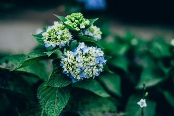 Blue hydrangea yet to bloom fully. Selective focus. Copy space. 