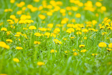 Green lawn with dandelions