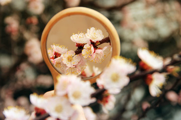 Flowers in the mirror reflection. Flowering tree. The tree blooms in the spring