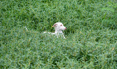 Cute dog playing in the park
