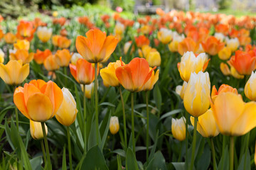 Spring tulips in the park