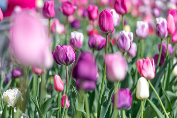 Beautiful purple and pink tulips in spring