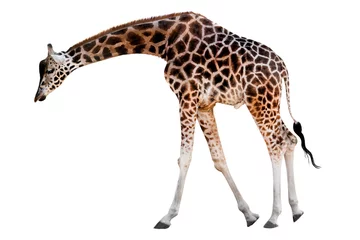 Foto auf Acrylglas Giraffe mit gesenktem Kopf isoliert © fotomaster