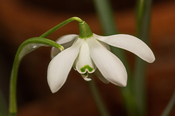 Fototapeta premium Beautiful early springtime background with blooming snowdrops.