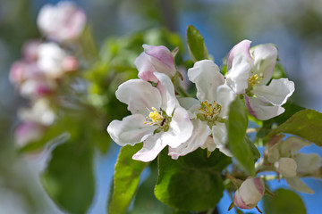 White fragrant flowers on the branches of Apple trees in the garden on a clear Sunny day.