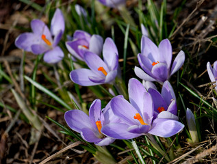 Purple crocuses. Are one of the first signs of spring. Crocuses are used in landscape design.