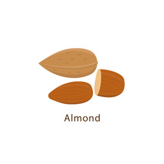 Almond nuts isolated on white background vector illustration in flat design.
