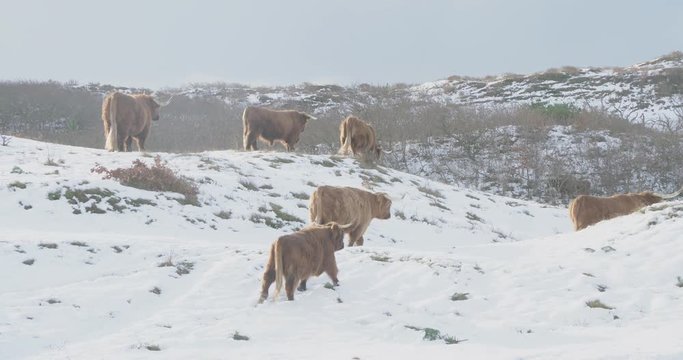 Herd of highlanders in the snow, in Dutch dunes. 