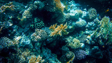 Naklejka na ściany i meble Closeup image of colorful coral reef in the Red sea. Growing anemones, sea weeds and swimming colorful fishes