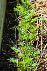 Baby Carrots Growing in a Cedar Garden Bed with Straw