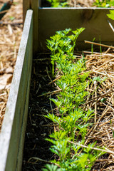 Baby Carrots Growing in a Cedar Garden Bed with Straw