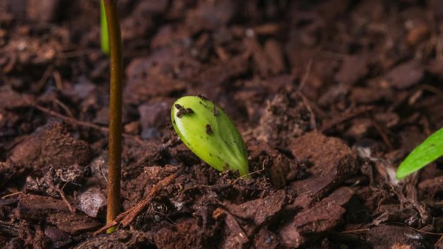 Citrus tree seedling time lapse - emerging from soil