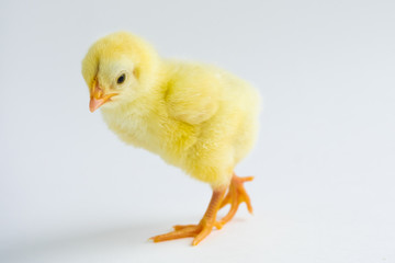 little chicken isolated on white background