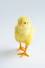 little chicken isolated on white background