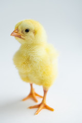 little chicken isolated on white background