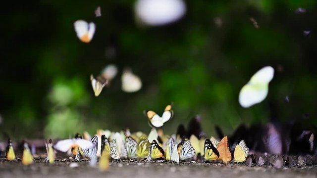 Butterfly in the forest