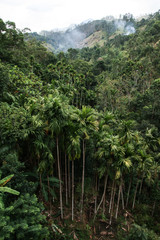 Palms in jungles of Sri Lanka