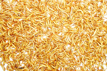 worm animal wiggle on the floor. wildlife life focus