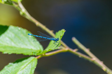 libélula azul sobre hoja verde de zarza