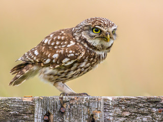 Little Owl perched on log