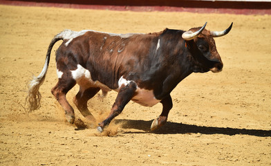 bull in spain in bullring