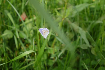 butterfly and dew on the grass