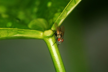 mosca de la fruta en posicion de ataque