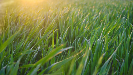 Beautiful green grass in the sunset light. Close-up. Background for design. Nature