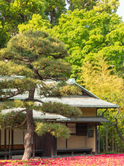 Traditional Japanese house in spring season with the in the middle of the green park with forest and flowers