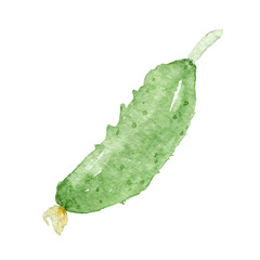 Cucumber. Hand drawn illustration isolated on white background. Watercolor vegetables.