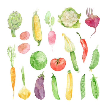 Hand drawn watercolor set of vegetables: corn, radish, artichoke, beet, cabbage, cauliflower, potatoes, zucchini, peas, tomato, eggplant, onion, carrot, beans, pepper. Food elements isolated on white.