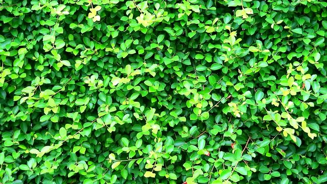 green fresh leaves nature fench banyan tree of Indonesia