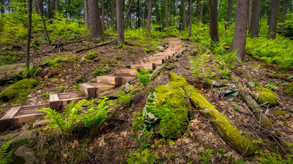 Wooden stairs along a hiking trail through the forest at Tillman's Ravine in Stokes State Forest, NJ