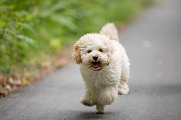 Adorable Maltese and Poodle mix Puppy (or Maltipoo dog), running and jumping happily, in the park