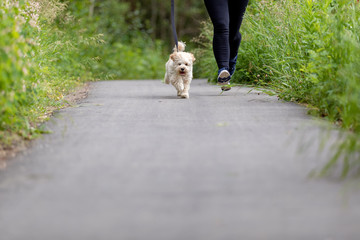 Adorable Maltese and Poodle mix Puppy (or Maltipoo dog), running and jumping happily, in the park