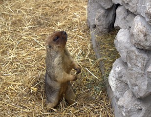 marmot