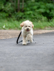 Adorable Maltese and Poodle mix Puppy (or Maltipoo dog), playing happily in the park