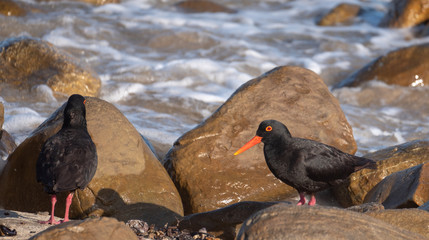 Pair of African oystercatcher birds on the beach near Boggams Bay / Mossel Bay, on the Oystercatcher Trail. 